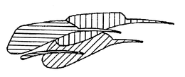 76506415