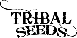 TRIBAL SEEDS