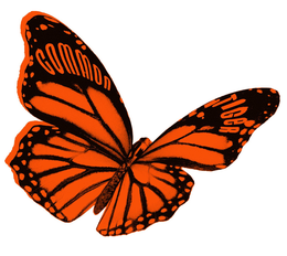COMMON TIGER