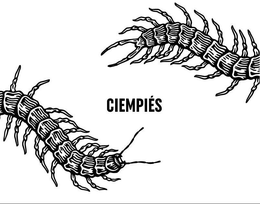 CIEMPIES