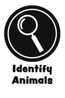 IDENTIFY ANIMALS